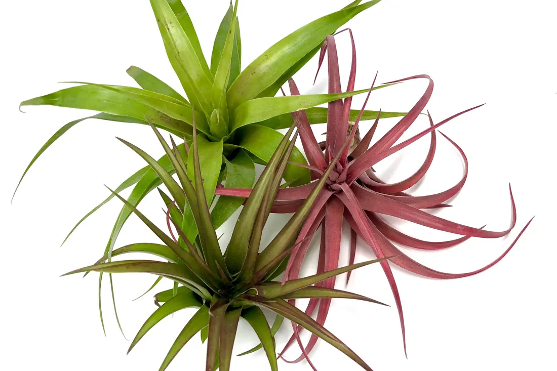 Air Plants Monthly subscription box 2