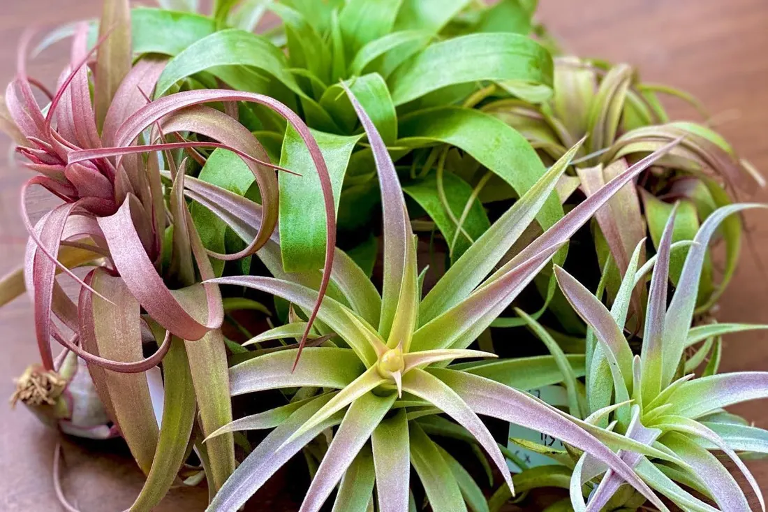 Air Plants Monthly subscription box 3